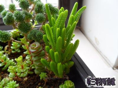 适合室内养的植物 空调房里适合养什么植物