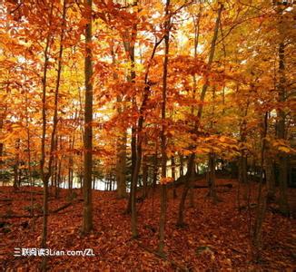 朽叶的栀子花 “枯枝朽叶”和“无价之宝”