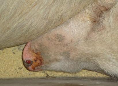 预防猪口蹄疫的土方法 猪口蹄疫如何防治