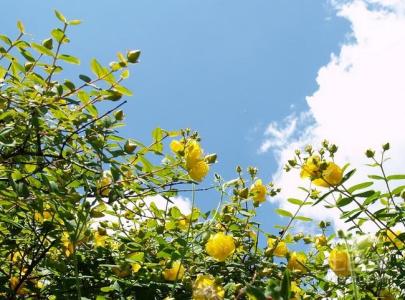 千里香花的功效与作用 金丝梅的功效与作用