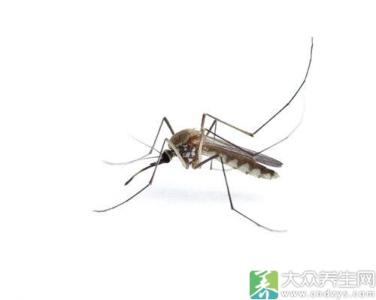 灭蚊子最有效的方法 蚊子多怎么办