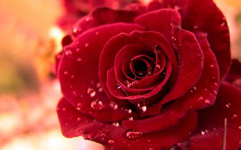 描写玫瑰花的优美句子 关于描写玫瑰花的优美句子
