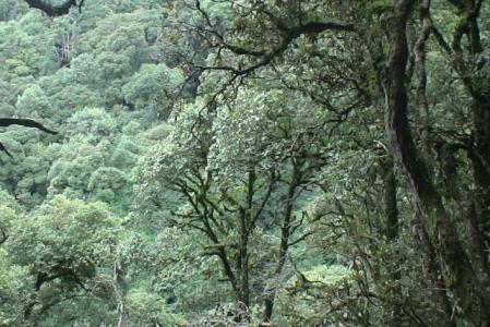 楚雄白竹山 楚雄白竹山自然保护区