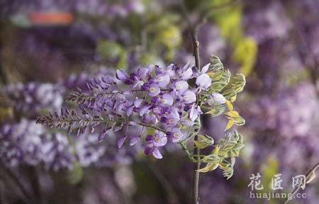 紫藤花药用价值 紫藤花药用功效及其应用价值