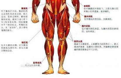 腿部肌肉的重要性 腿部肌肉和上身肌肉一样重要吗