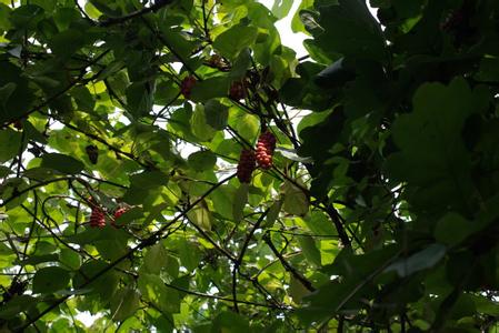 秦岭植物阅读答案 秦岭阅读答案