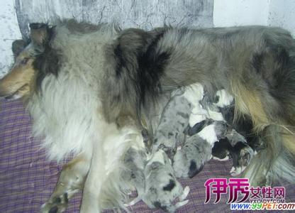 记录小狗出生成长过程 小狗出生后成长初期的护理