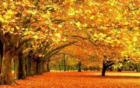 描写秋天的优美语句 关于描写秋天的优美语句