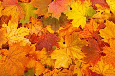 描写秋天树叶的段落 描写秋天树叶的句子