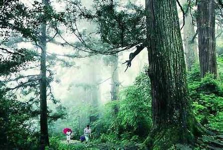 西天目山 湖州西天目山