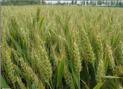 小麦种子 小麦种子消毒剂的选择