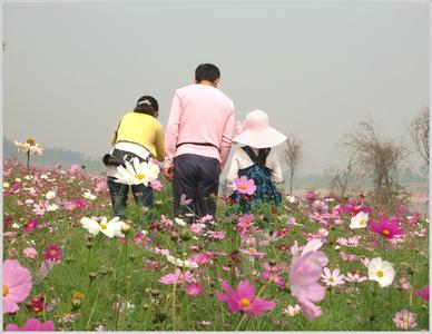 幸福的花儿心中开放 幸福像花般开放