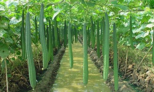 丝瓜栽培技术 夏天种植丝瓜的栽培技术