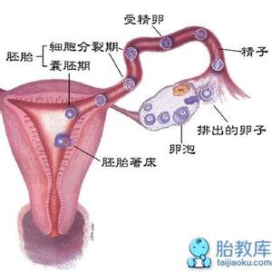 促黄体生成激素是什么 促卵泡生成激素是什么