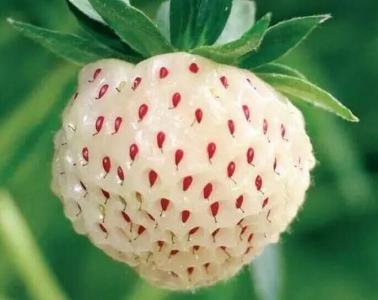 菠萝酶是什么 菠萝莓是什么