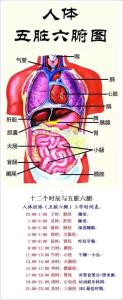 器官怕什么 我们的各个器官都怕什么