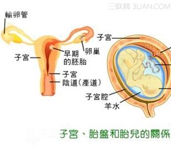 胎盘厚度与什么有关 胎盘厚度是什么