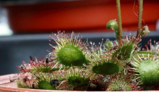 草莓种子的种植方法 食虫草的种植方法