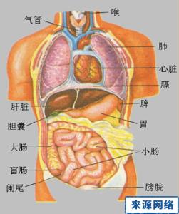 肝疼痛一般在哪个部位 五脏六腑器官分布图