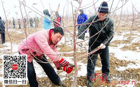 苹果电脑充电注意事项 苹果分批采收的注意事项