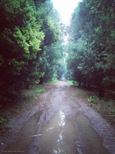 泥泞的路才能留下脚印 越是泥泞的道路，留下的足迹越清晰