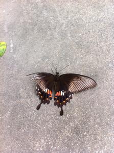 折翅的蝴蝶作文 折翅的蝴蝶