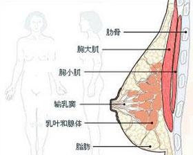 月经前乳房胀痛 怀孕 乳房胀痛的分类有哪些