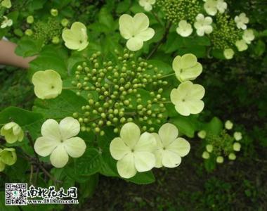 琼花养殖 琼花的养殖方法