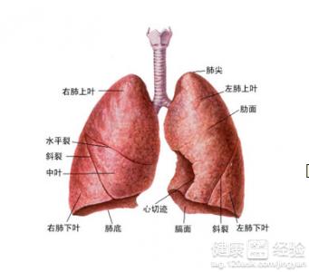 肺气肿可以吃什么水果 肺气肿可以吃什么