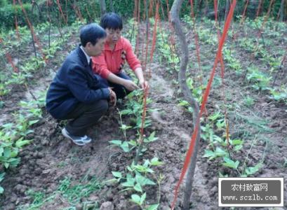 春季豇豆的种植时间 豇豆的种植方法和时间