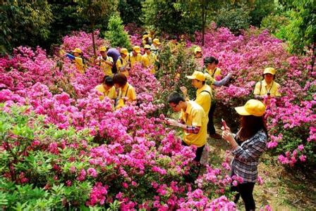 日出山花红似火 早春山花红似火