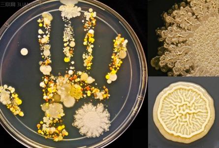 抑菌洗手液 99.9%的细菌问题，抑菌洗手液轻松解决