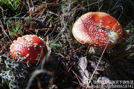 秋冬季节喝什么茶 秋冬季节种蘑菇操作要点(2)