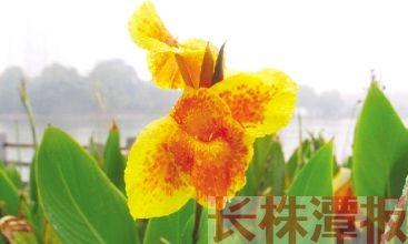 李汉荣《与植物相处》阅读练习及答案