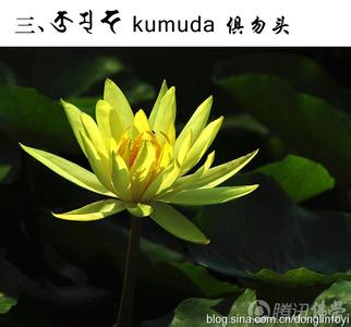 莲花菜做法 莲花四色菜的做法