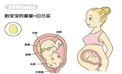 孕36周注意什么 怀孕36周的注意事项