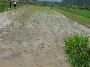 水稻抛秧栽培技术 水稻抛秧高产栽培技术介绍