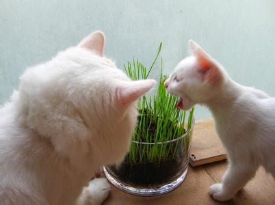 英短猫多大可以吃猫草 猫咪多大开始吃猫草