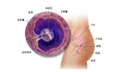 怎么才能知道自己怀孕 自己是否怀孕怎么才能知道