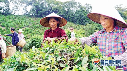 清明茶叶什么时候采摘 茶叶什么时候采摘最合适