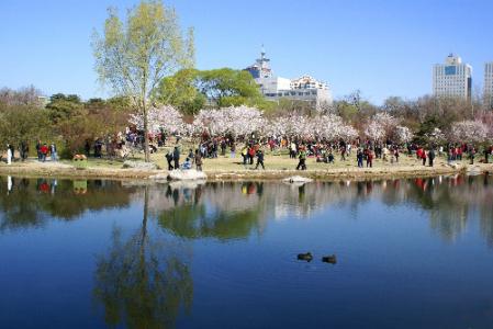 北京玉渊潭樱花节时间 北京玉渊潭公园