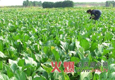 小白菜种植与管理技术 小白菜菜心的采种管理技术