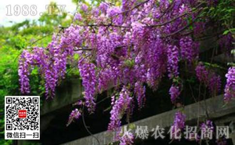 韭莲花的养殖养护方法 紫藤花怎么养殖养护(2)