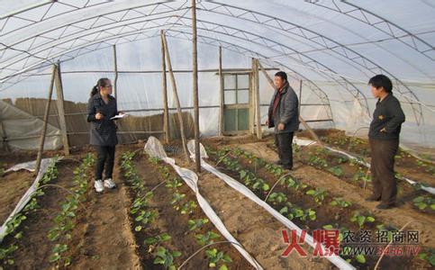 茄种用泡吗 大棚茄子的育苗技术