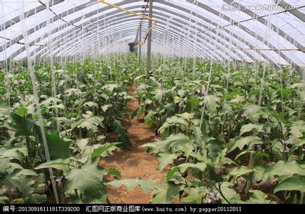 温室番茄栽培技术 温室茄子栽培技术