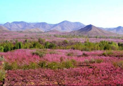 2017年顺平桃花节时间 2015顺平桃花节开幕时间