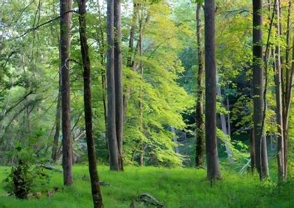森林公园活动策划 世界森林日的活动策划(2)