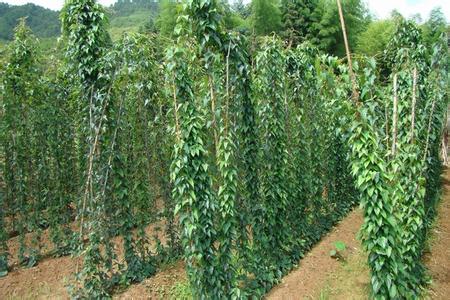 野生山药高产栽培技术 山药高产的栽培方法