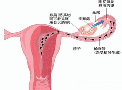 如何分辨是不是排卵期 如何确定是否排卵？