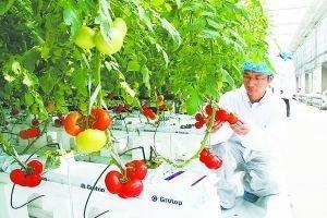 日光温室番茄栽培技术 冬季温室番茄温水浇灌防空心